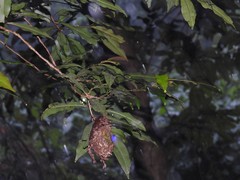 Calligaster himalayensis