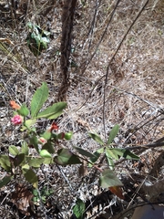 Pavonia rosa-campestris