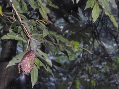 Calligaster himalayensis