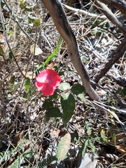 Pavonia rosa-campestris