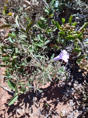 Ruellia incompta