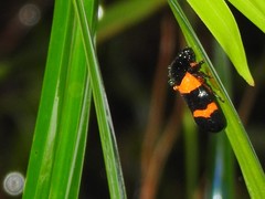 Cosmoscarta abdominalis