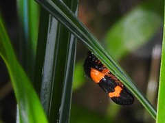 Cosmoscarta abdominalis