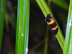Cosmoscarta abdominalis