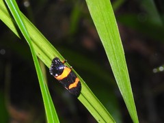 Cosmoscarta abdominalis