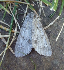 Acronicta americana