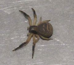 Xysticus texanus
