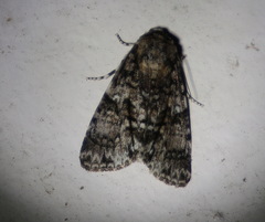 Turnerinycta phaeocosma