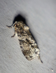 Turnerinycta phaeocosma