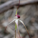 Caladenia behrii - Photo (c) Kayle Gordon, some rights reserved (CC BY-NC), uploaded by Kayle Gordon