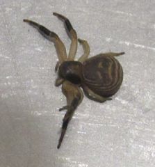 Xysticus texanus