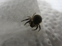 Xysticus texanus