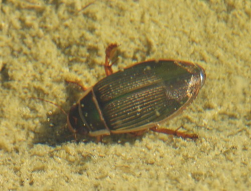 Great Diving Beetle, photo 3 of 10