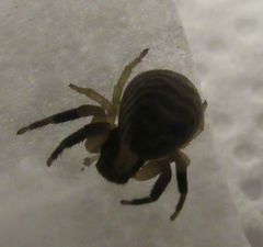 Xysticus texanus