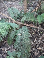 Asplenium × lucrosum