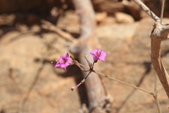 Commicarpus