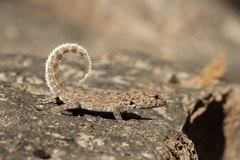 Pristurus