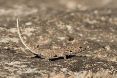 Pristurus
