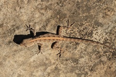 Pristurus
