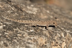 Pristurus