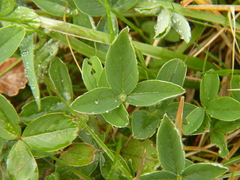 Potentilla montana