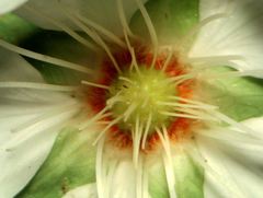 Potentilla montana