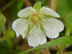 Potentilla montana
