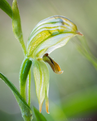Pterostylis viriosa