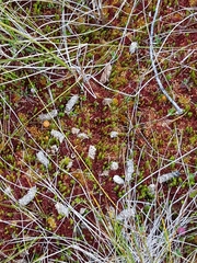 Tetrao urogallus