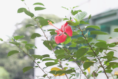 Hibiscus rosa-sinensis