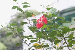 Hibiscus rosa-sinensis
