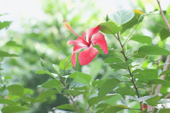 Hibiscus rosa-sinensis