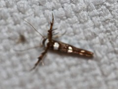 Stathmopoda triselena