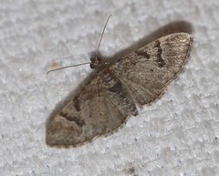 Chloroclystis embolocosma