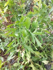 Levisticum officinale