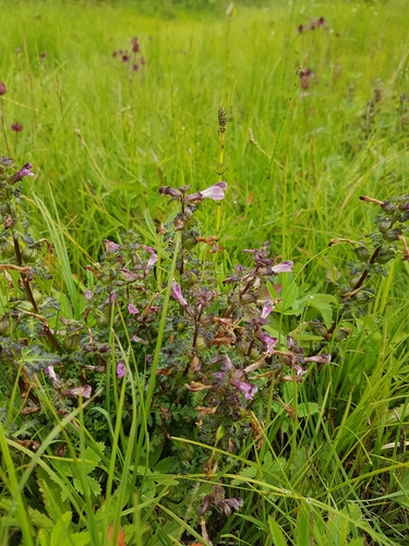 Pedicularis palustris ssp. palustris