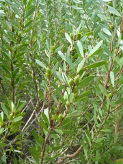 Persoonia lanceolata