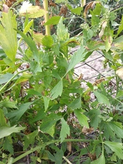 Levisticum officinale