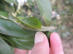 Glaucopsaltria viridis