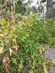 Levisticum officinale