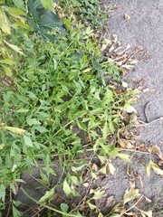 Levisticum officinale