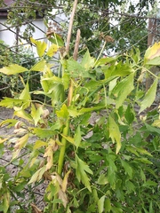 Levisticum officinale