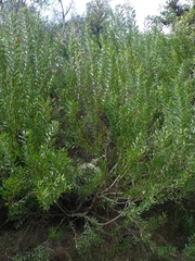 Persoonia lanceolata