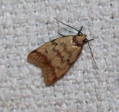 Heteroteucha anthodora