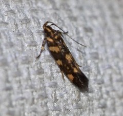Macrobathra chrysospila