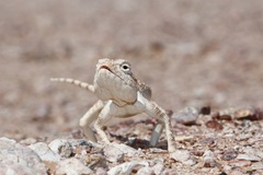 Trapelus flavimaculatus