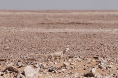 Trapelus flavimaculatus