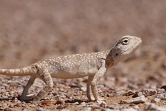 Trapelus flavimaculatus