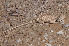 Trapelus flavimaculatus