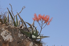 Aloe dhufarensis